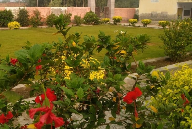 Haryana : Teachers changed appearance of a school by planting trees 