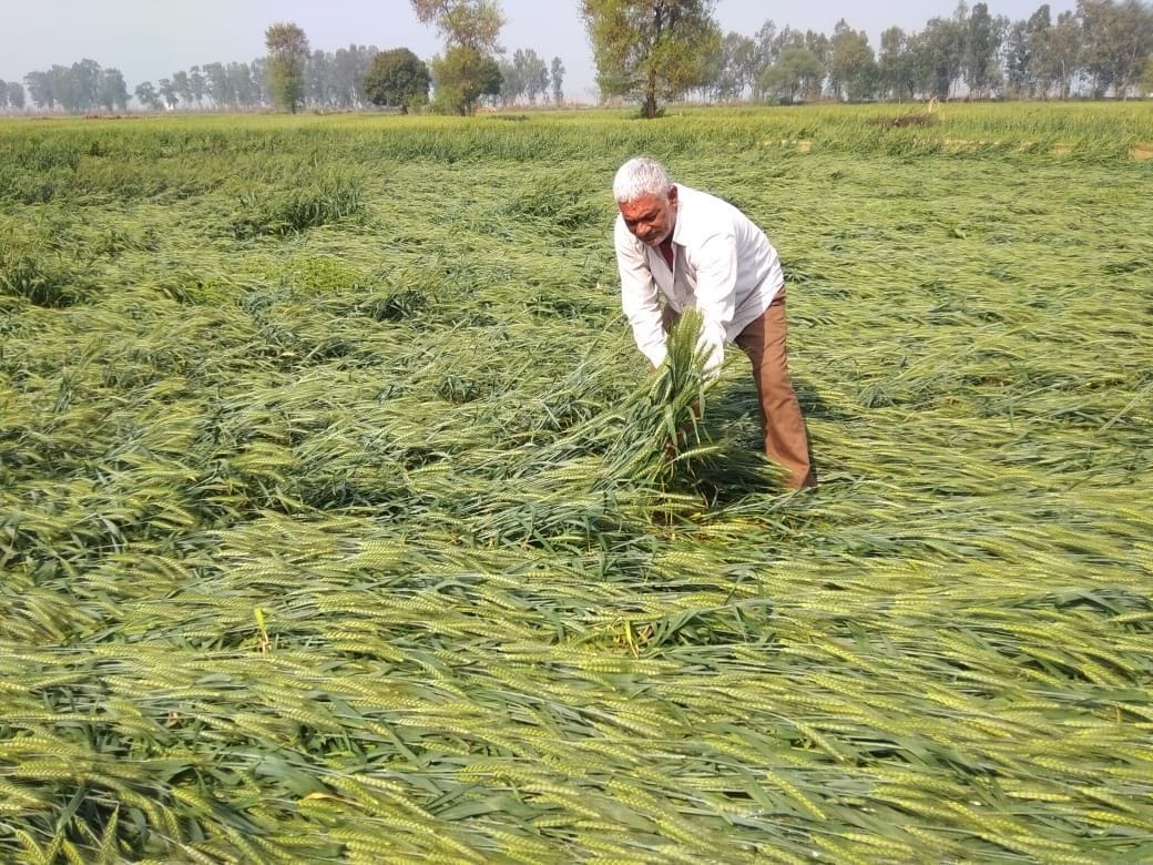 Damage to crops in 35901 hectares of land due to rain and hail