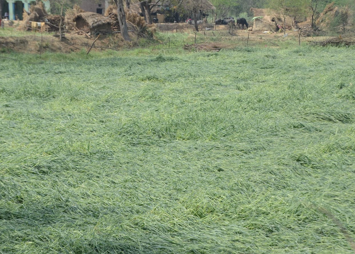 Three hundred hectares of crops wasted due to hail storm in Sujatgarh, Vasudevpur, Nadan