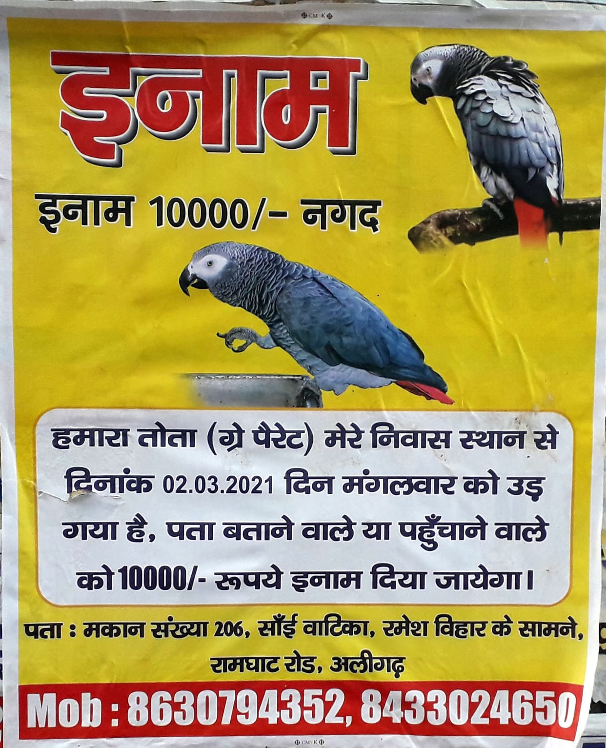 Parrot Missing