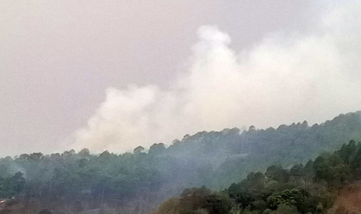 Damage to forest wealth due to fire in the forest of Hazeti