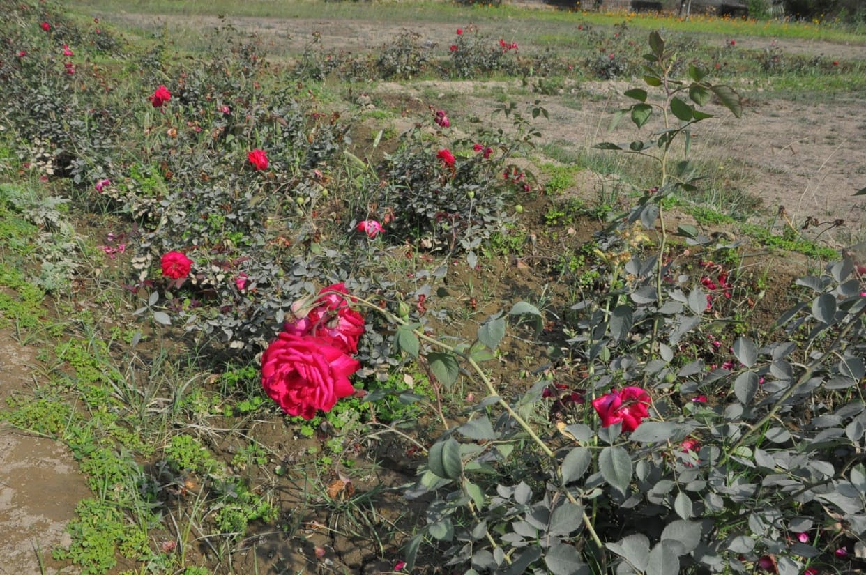 Rose Garden's colors blossomed with rose flowers