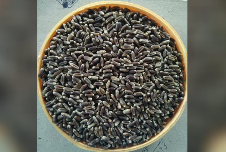 Farmer of Punjab produced black wheat 