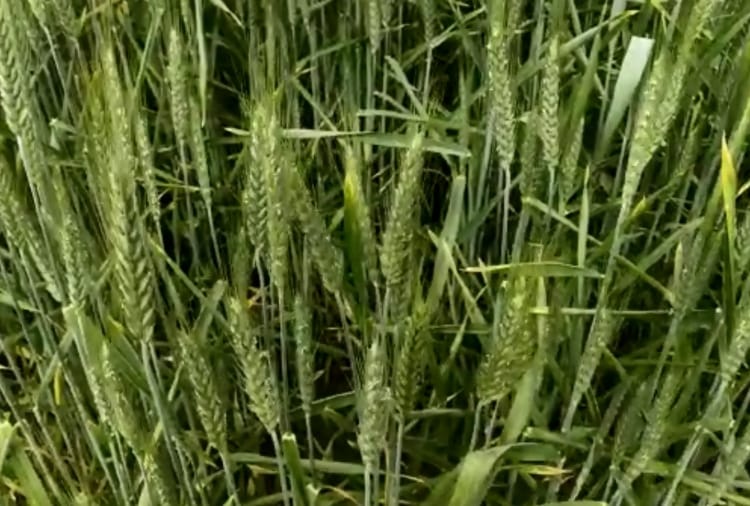 Farmer of Punjab produced black wheat 