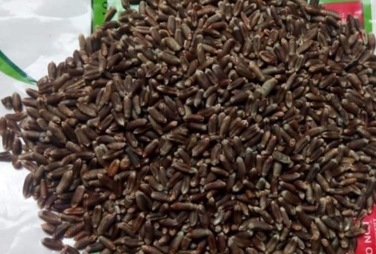 Farmer of Punjab produced black wheat 