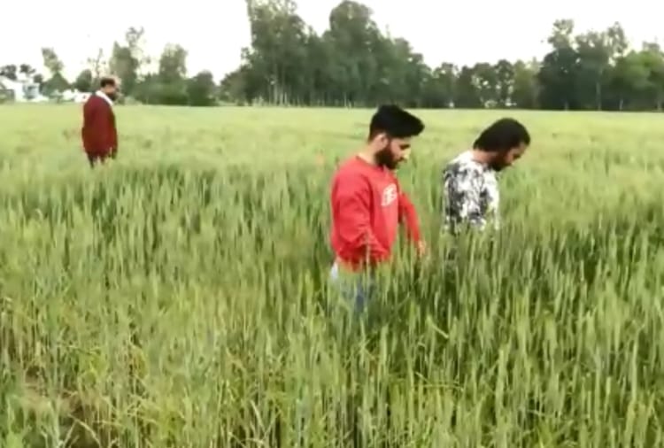 Farmer of Punjab produced black wheat 