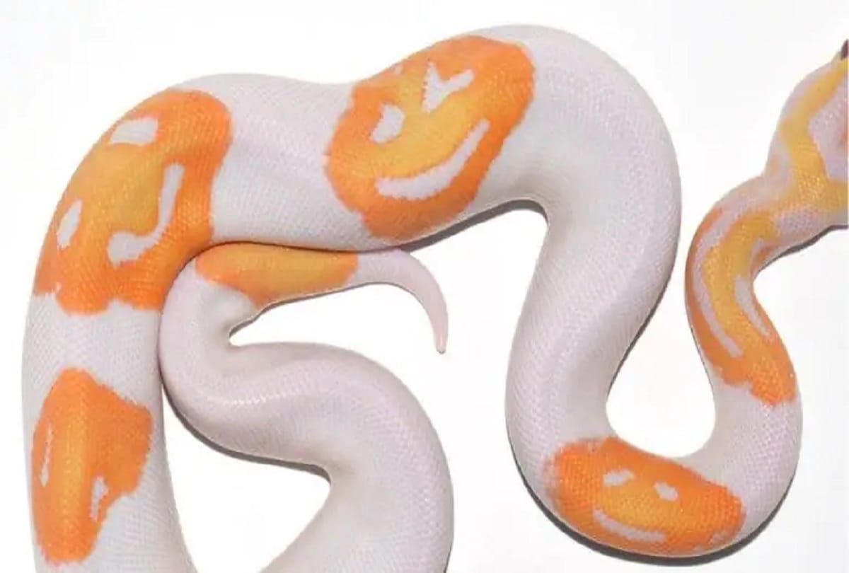 Man accidentally breeds Smiley face emoji snake unique python sells for More than 4 lakh rupees