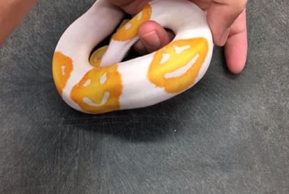 Man Accidentally Breeds Smiley Face Emoji Snake Unique Python Sells For ...