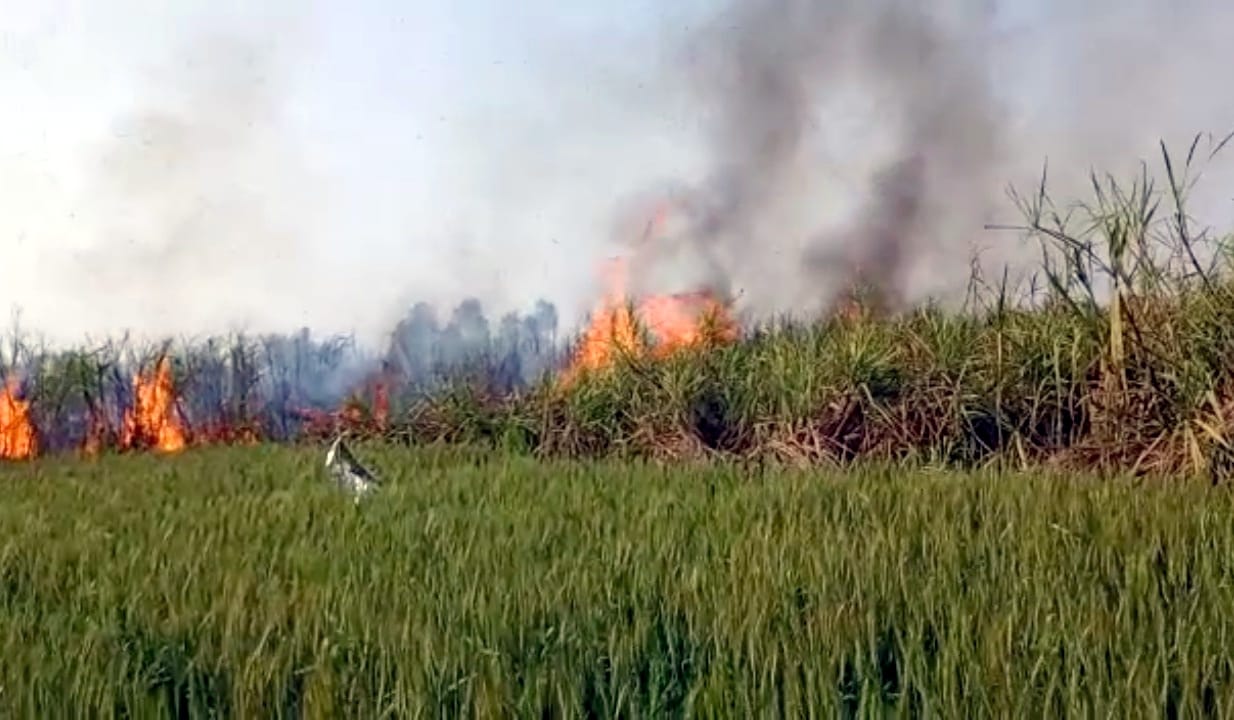 25 bigha sugarcane burned in the fields