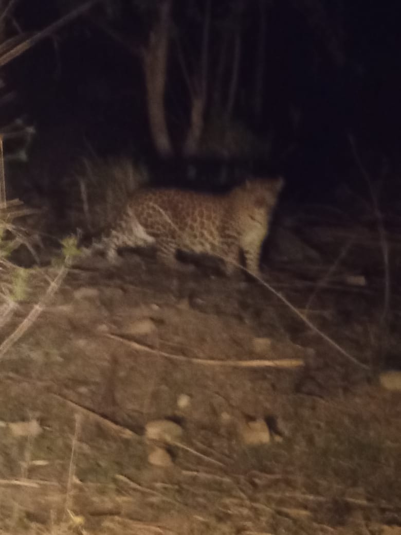 Panic among villagers due to leopard sighting near Rahana