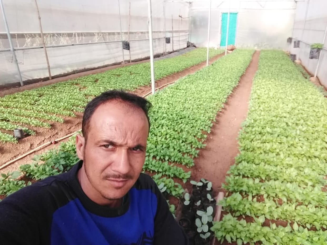 Cauliflower farming is becoming a source of income for farmers