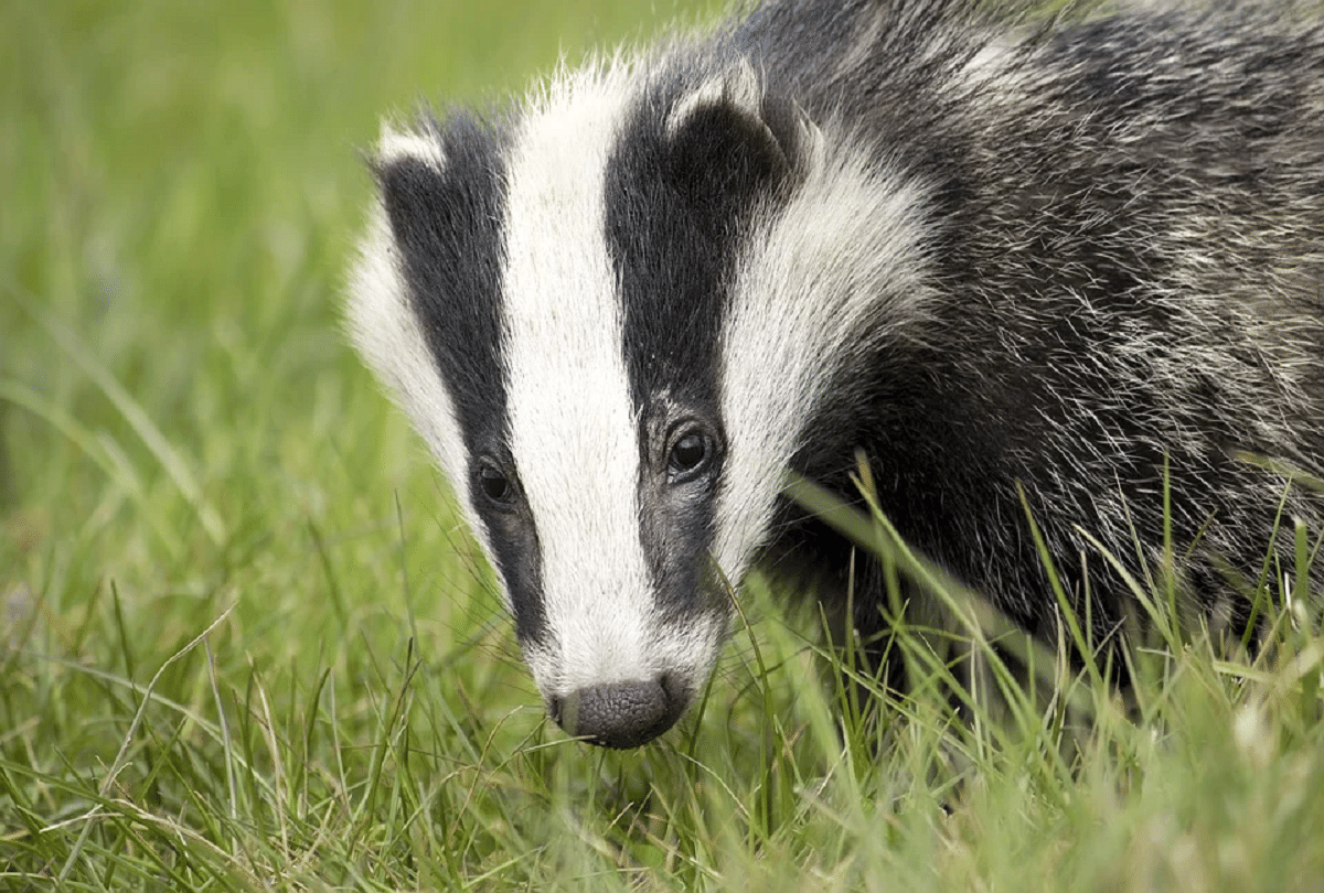 culling licenses for badgers fear of spreading bovine tuberculosis