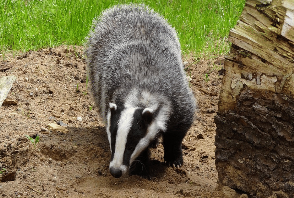 culling licenses for badgers fear of spreading bovine tuberculosis