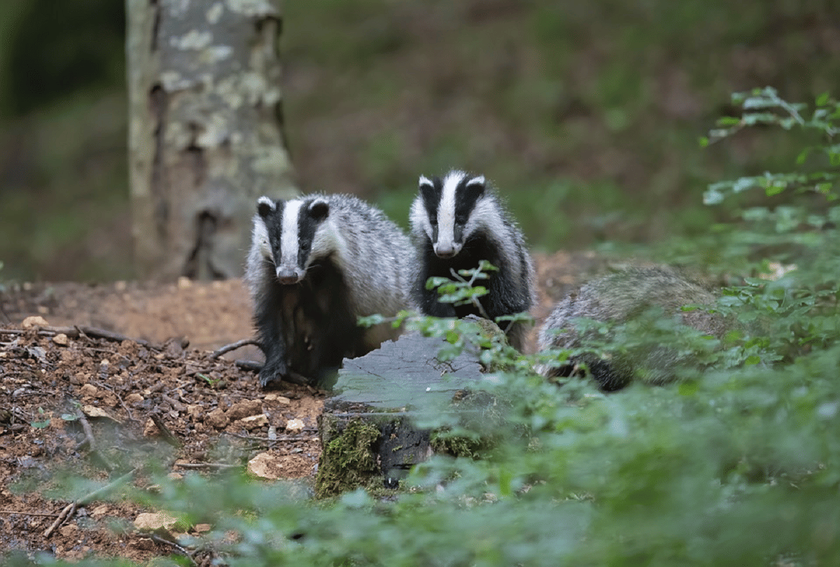culling licenses for badgers fear of spreading bovine tuberculosis
