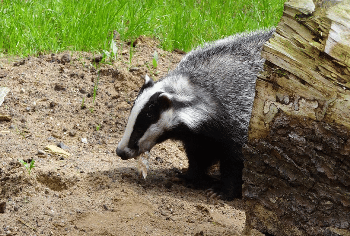 culling licenses for badgers fear of spreading bovine tuberculosis