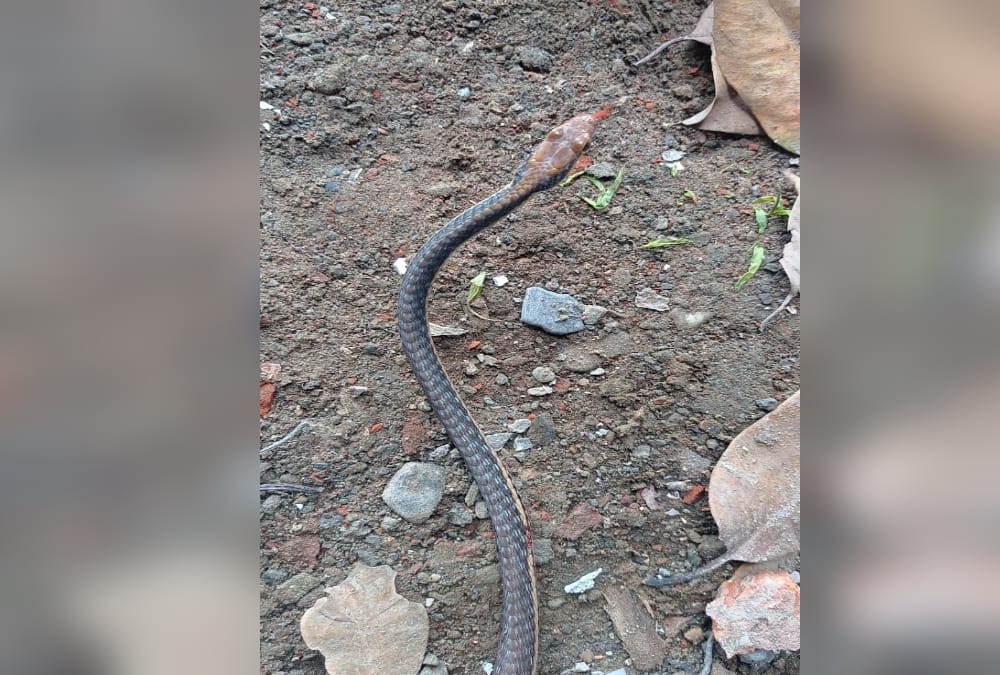 Dehradun News: Rare Bronzeback Tree Snake Found in House Photos