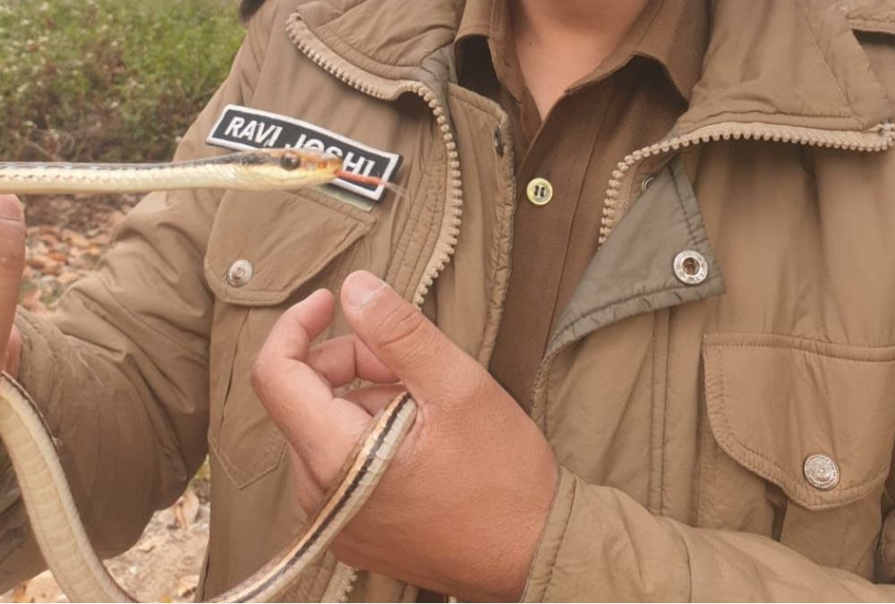Dehradun News: Rare Bronzeback Tree Snake Found in House Photos
