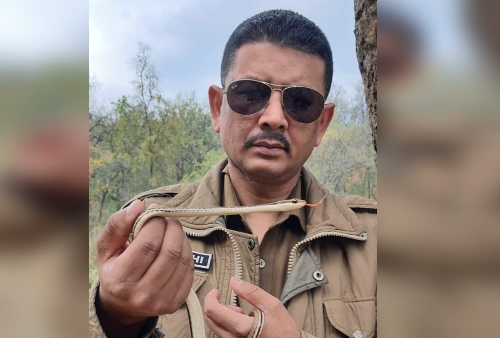 Dehradun News: Rare Bronzeback Tree Snake Found in House Photos