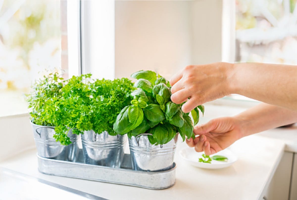 plants for pure oxygen in hindi