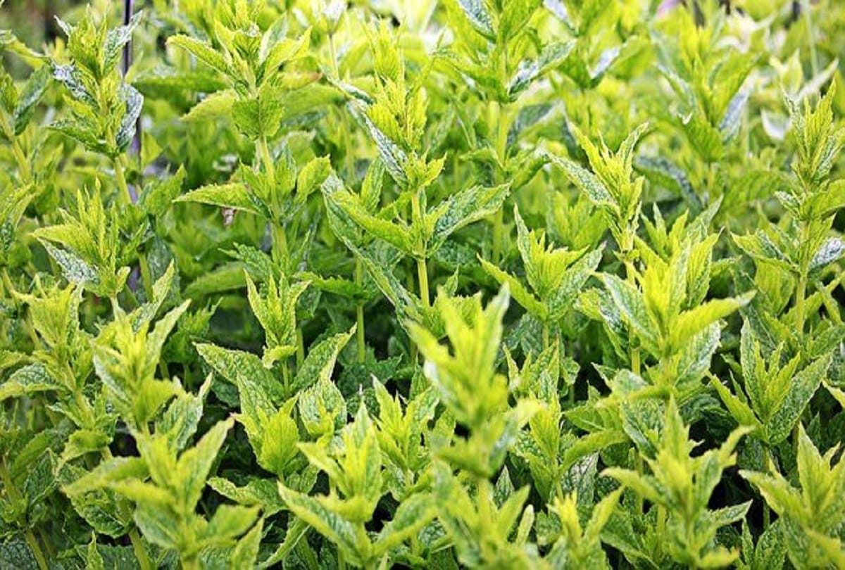 Herb museum established in nbri lucknow