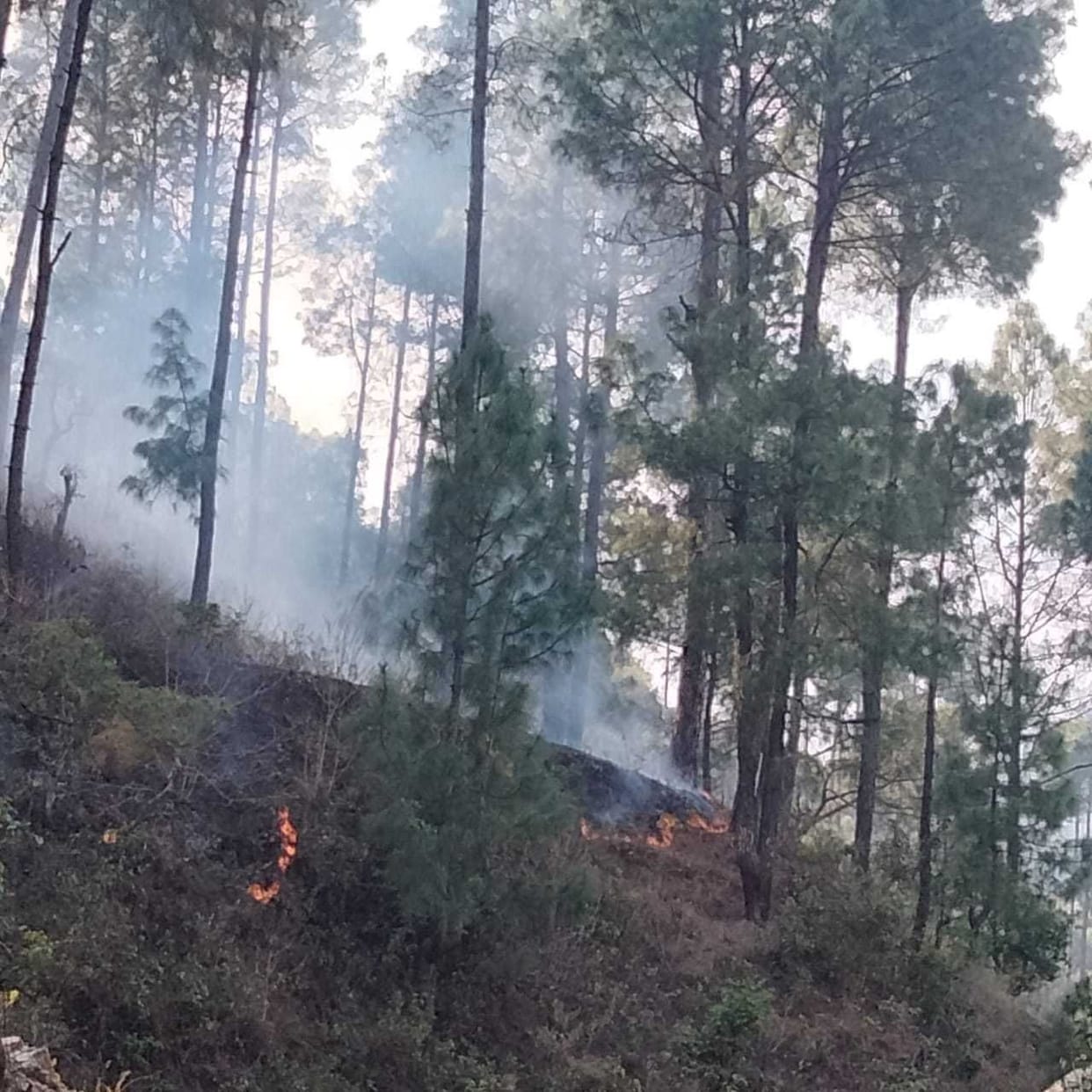Ladhia in the grip of forest fire, mist in the sky