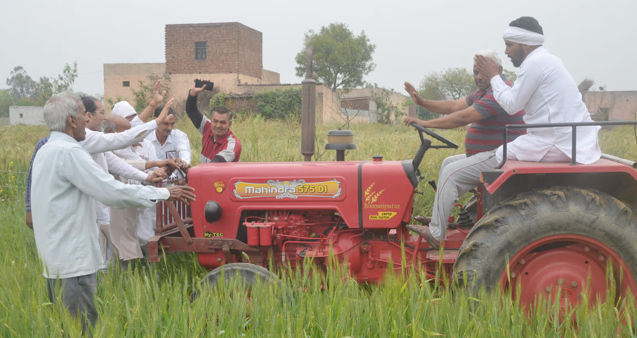 kisaan andolan, farmer destroyed his wheat crop