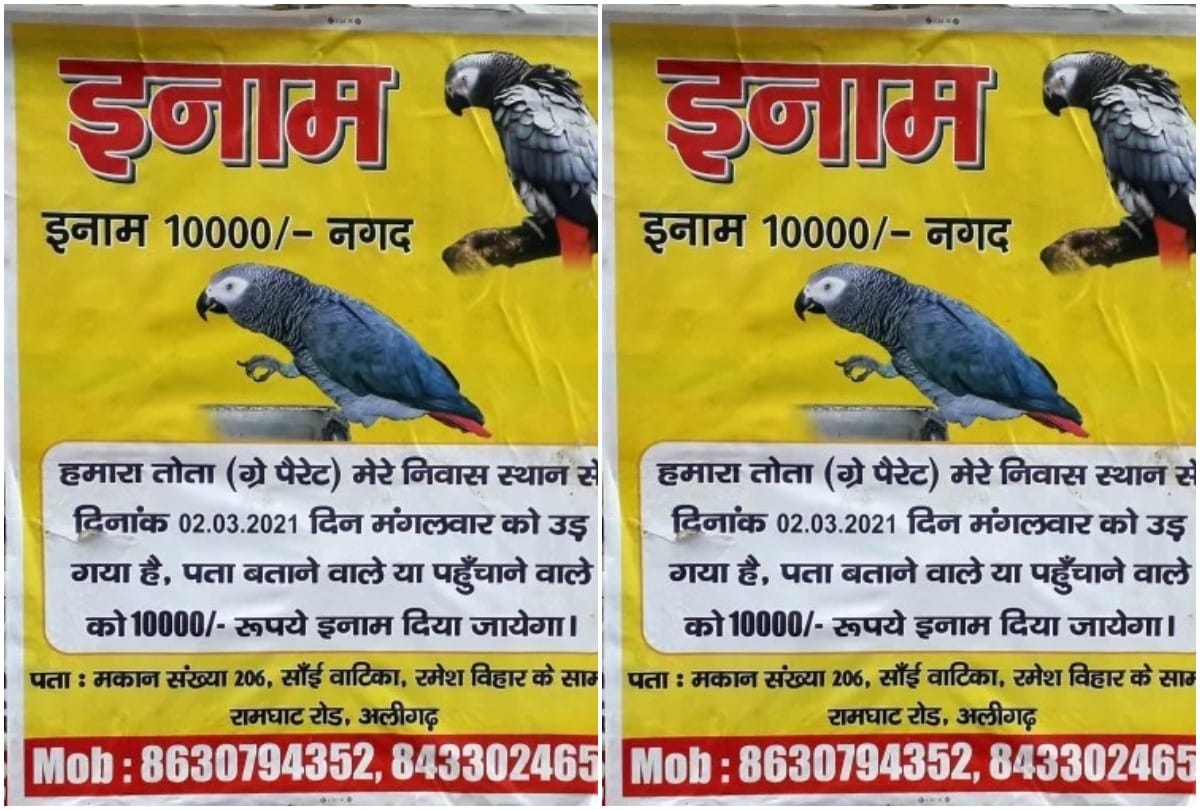 rupees 10 thousand cash price announced for Missing African parrot by aligarh family
