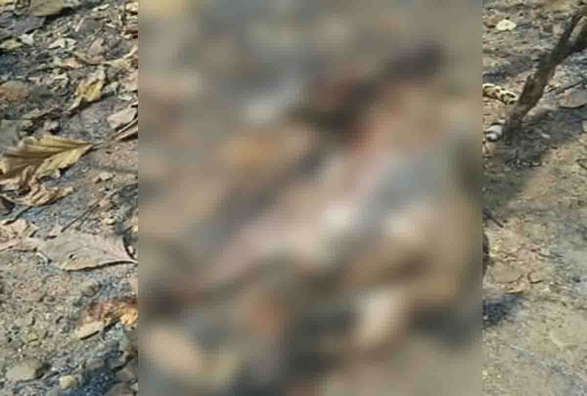 Banda: Male leopard killed in road accident