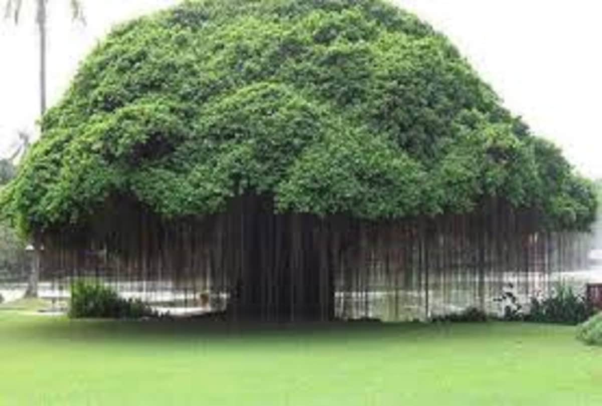 vastu tips growing these good luck plants in home for happy and prosperous life