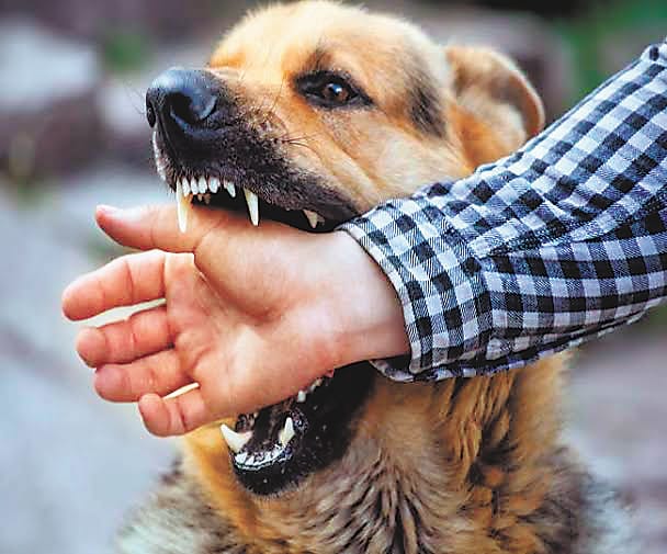 Bhopal News: Guidelines issued regarding dog bite, appeal to people to be cautious of female dogs, helpline nu