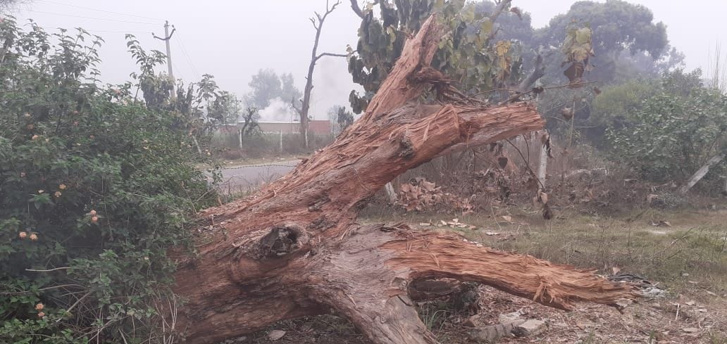 Lost to negligence are precious tree