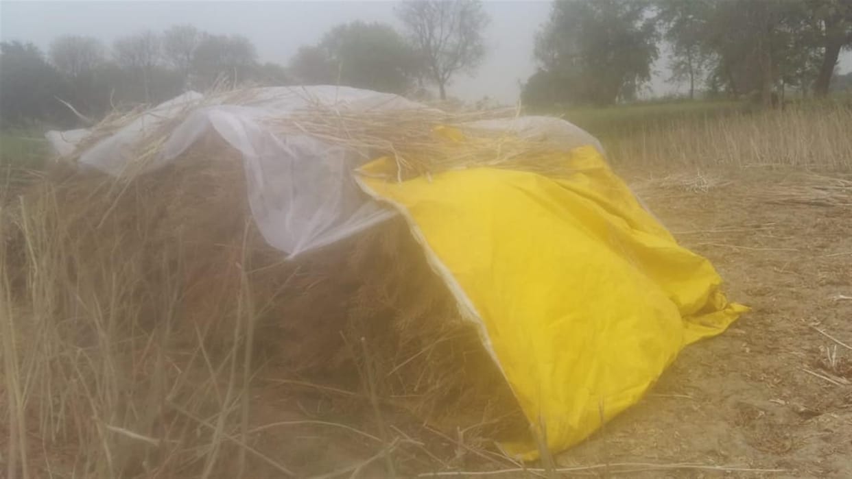 Hathras: Farmers worry due to change in weather