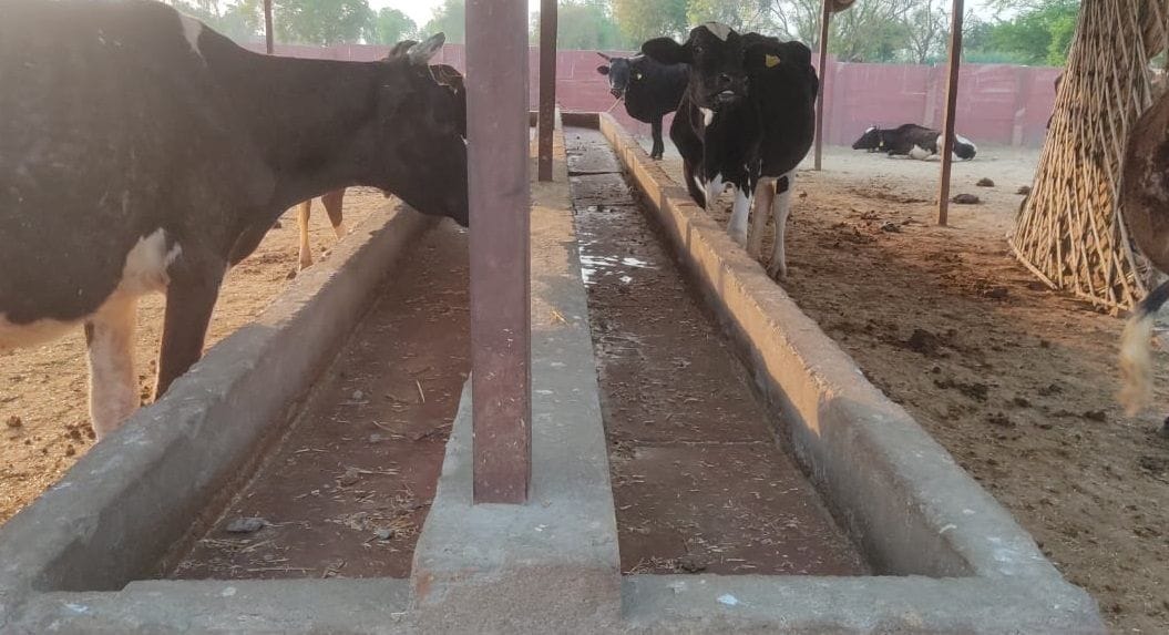Govans dying of hunger in Goshala, six killed in a month