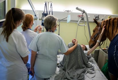 Doctor Peyo : the horse comforting cancer patients in Calais hospital Paris France
