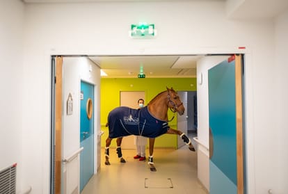 Doctor Peyo : the horse comforting cancer patients in Calais hospital Paris France