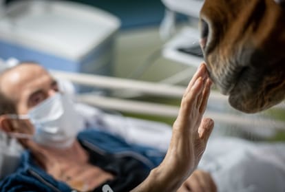 Doctor Peyo : the horse comforting cancer patients in Calais hospital Paris France