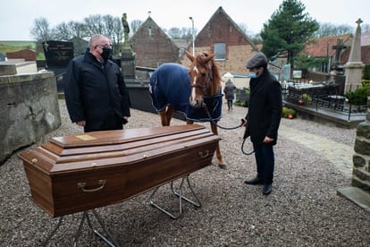 Doctor Peyo : the horse comforting cancer patients in Calais hospital Paris France