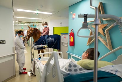 Doctor Peyo : the horse comforting cancer patients in Calais hospital Paris France