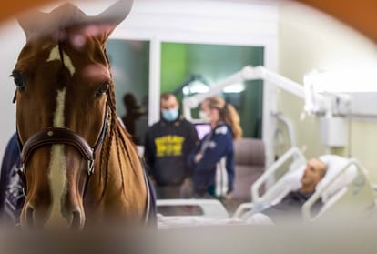 Doctor Peyo : the horse comforting cancer patients in Calais hospital Paris France