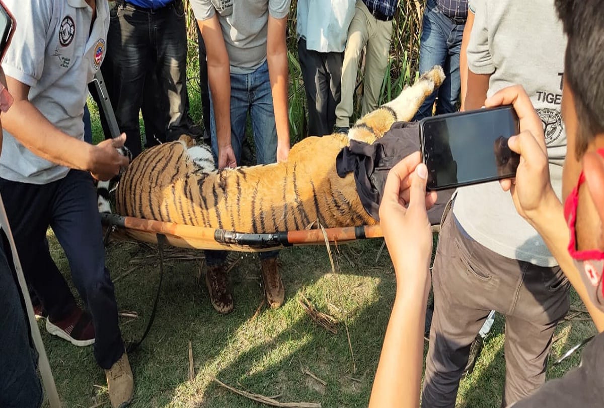 tiger trapped in net in the field Tranquilized