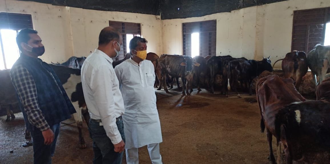 Veterinary officer inspected Kanha Gaushala