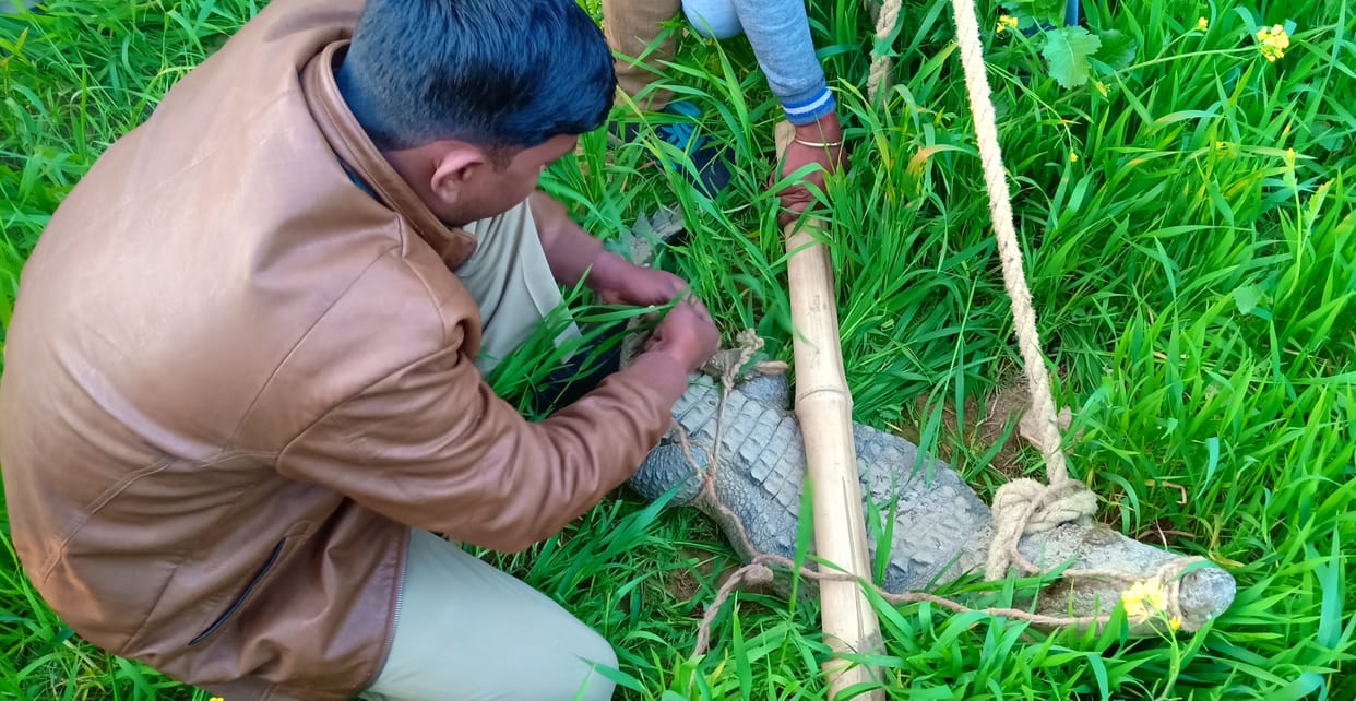 Crocodile found in mustard field