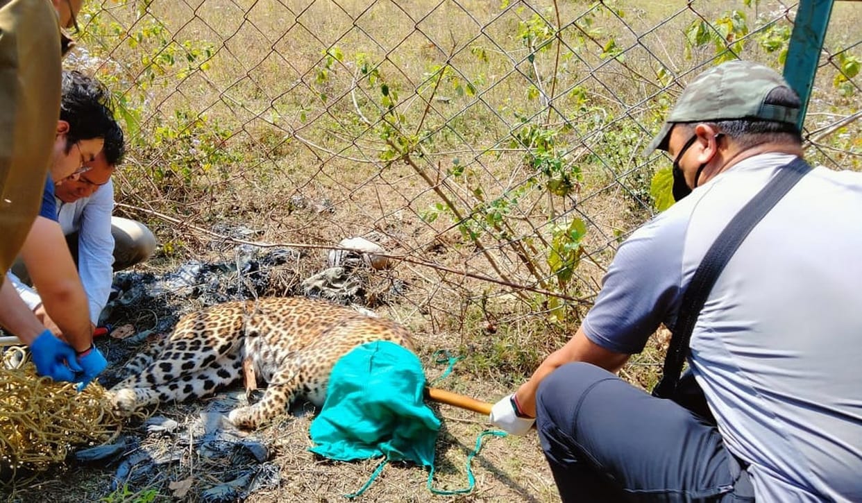 Leopard in Banbasa Cant