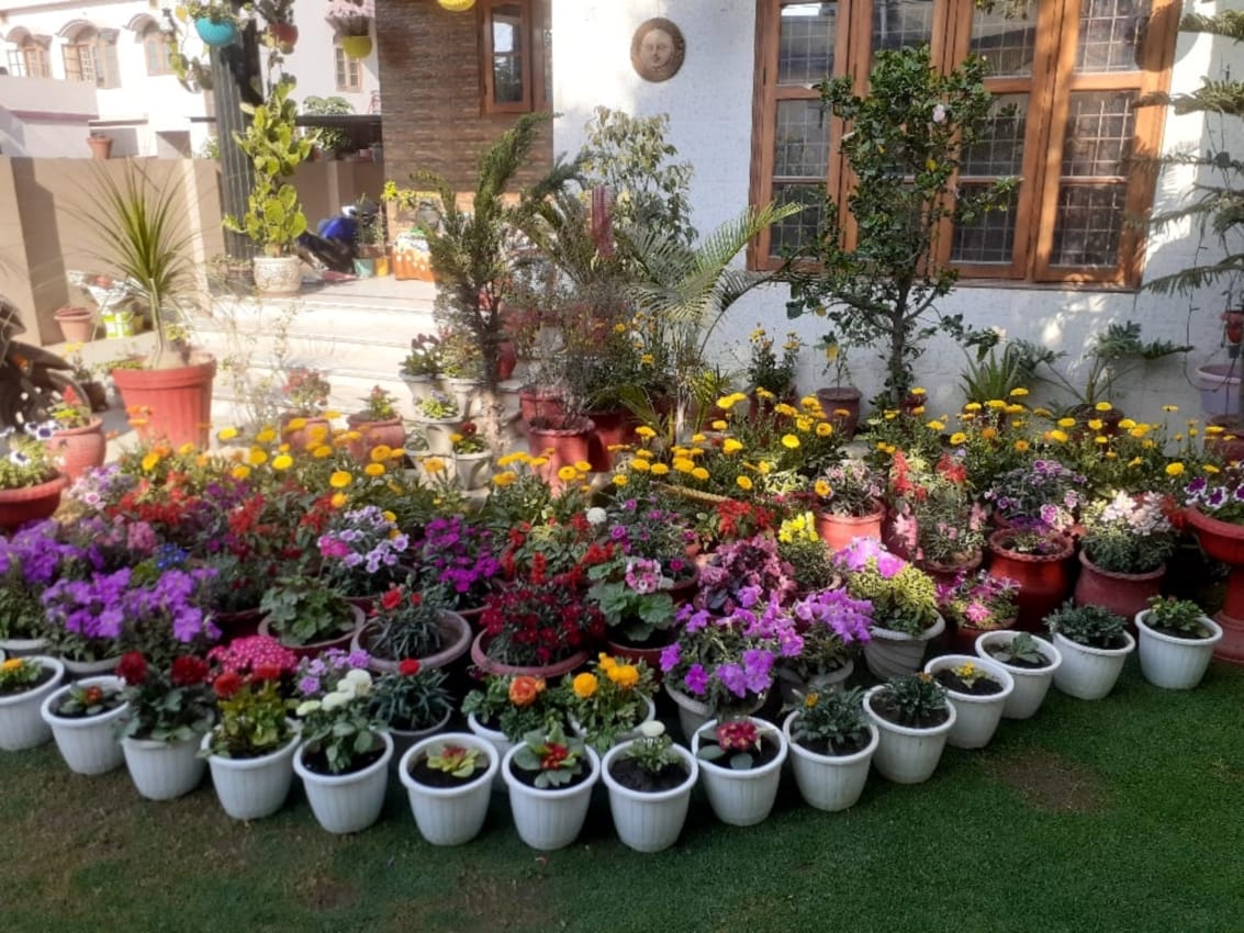 Maharajganj Herbal Garden will be developed in nine Ayurvedic hospitals