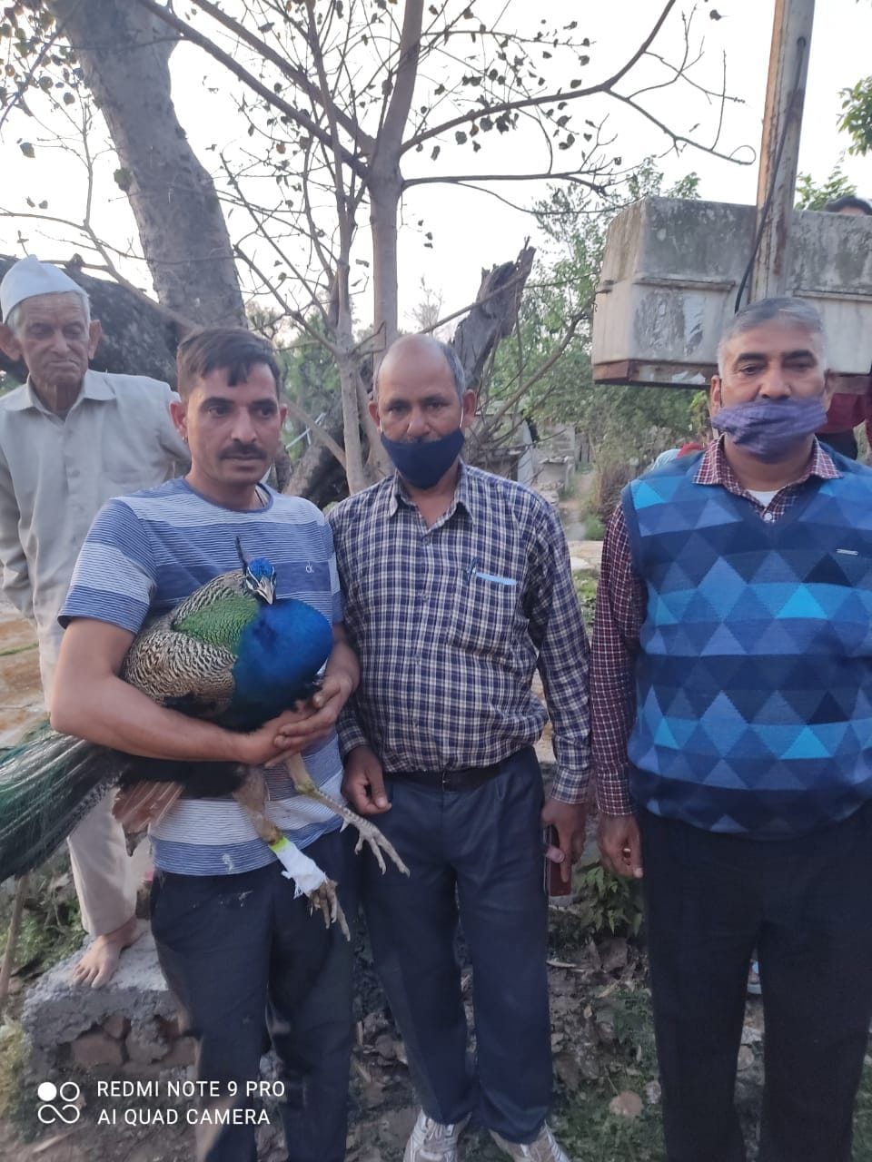 peacoke injured in bilaspur