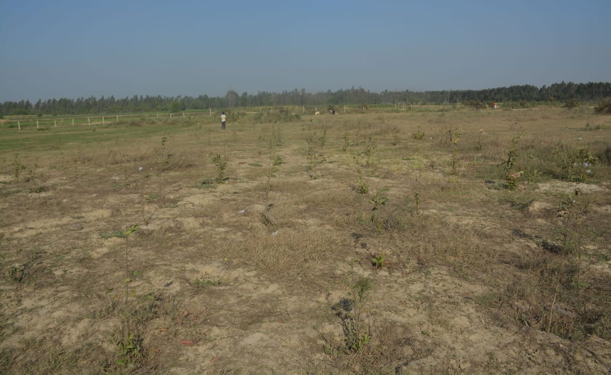 Corporation arbitrary in the campaign of greenery, 34 thousand saplings were washed away
