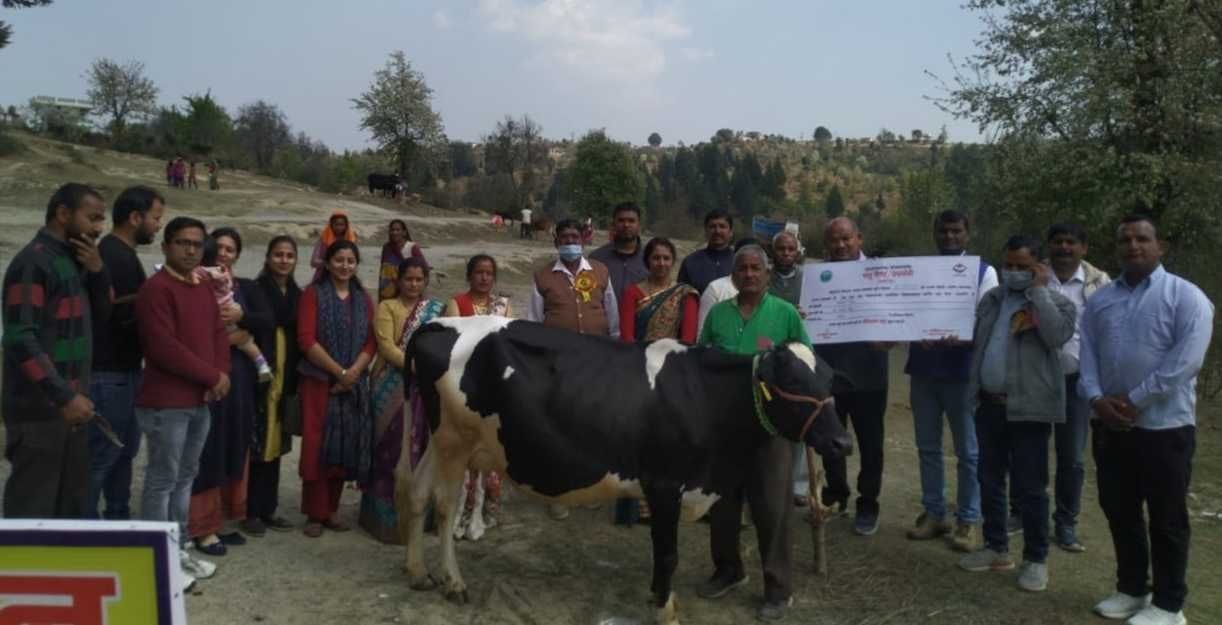 Mamta, Parvati Devi and Krishna Singh's cows were champions