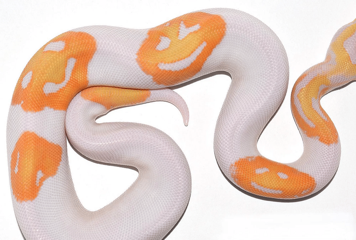 snake with smiley face emoji print sold in 4 lakh rupees video goes viral