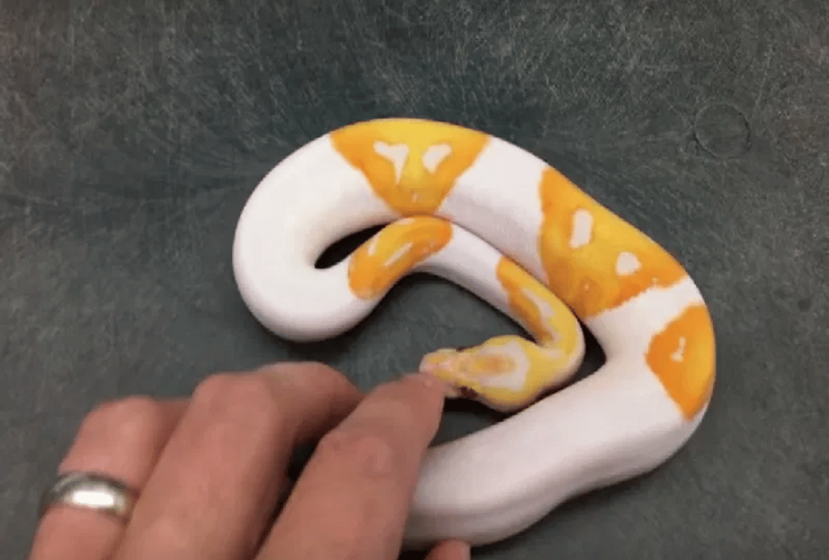 snake with smiley face emoji print sold in 4 lakh rupees video goes viral