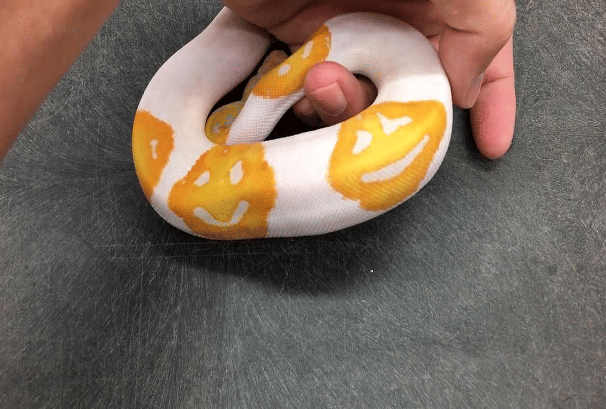 snake with smiley face emoji print sold in 4 lakh rupees video goes viral